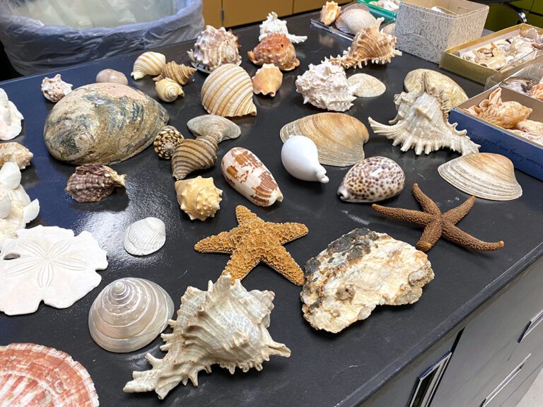 shells