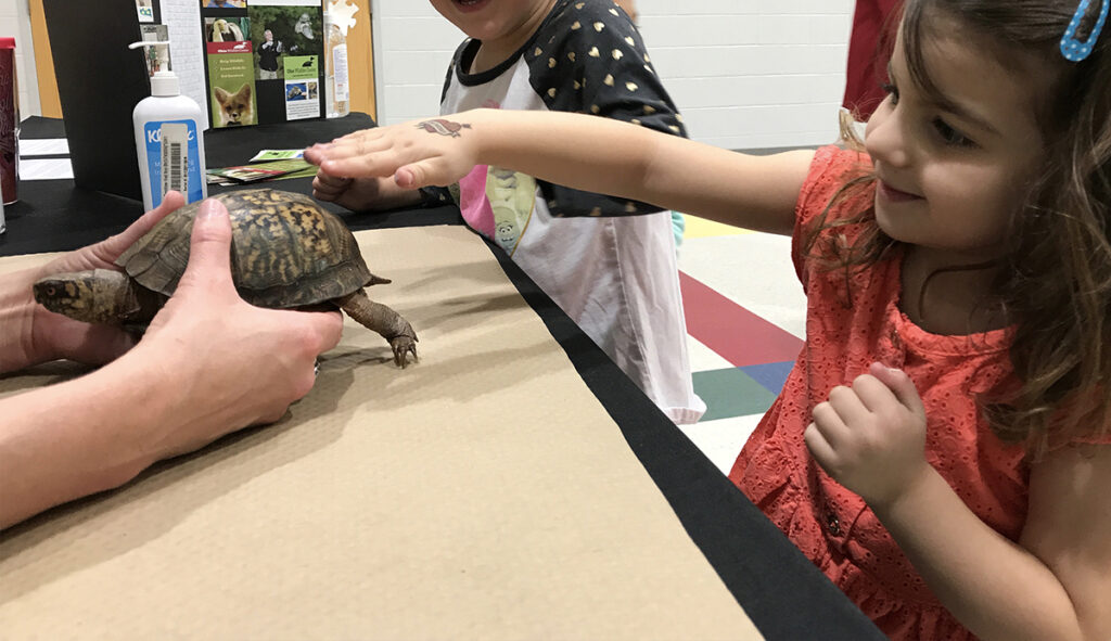 turtle artist
