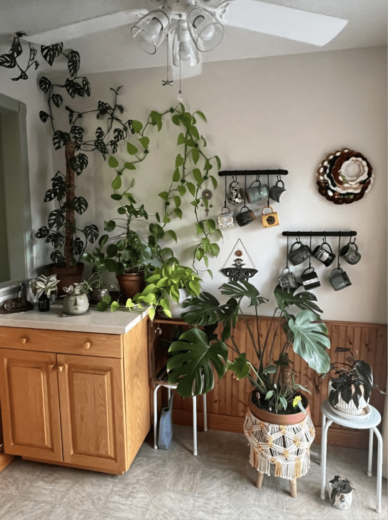 plant corner
