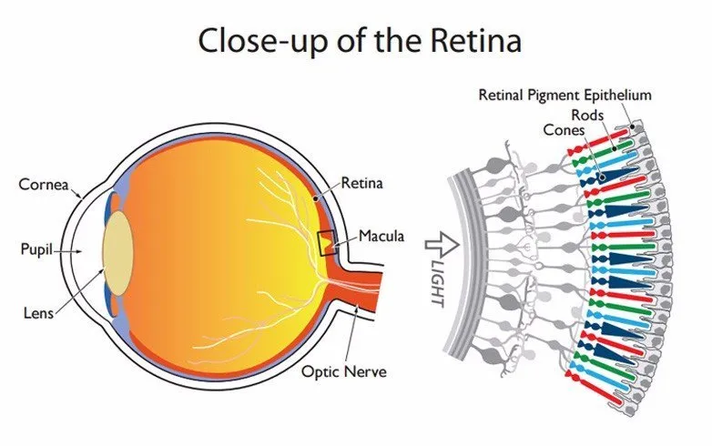eye cones diagram